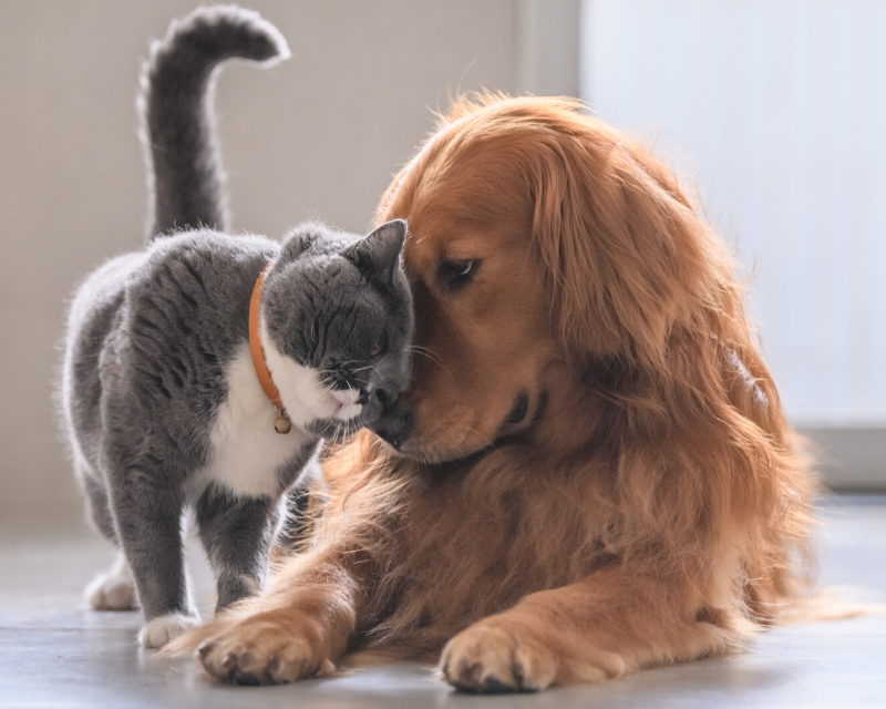 Les problèmes Articulaires chez le chat et le chien