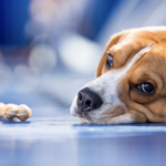 Mon chien ne mange plus : Les Causes et les Solutions