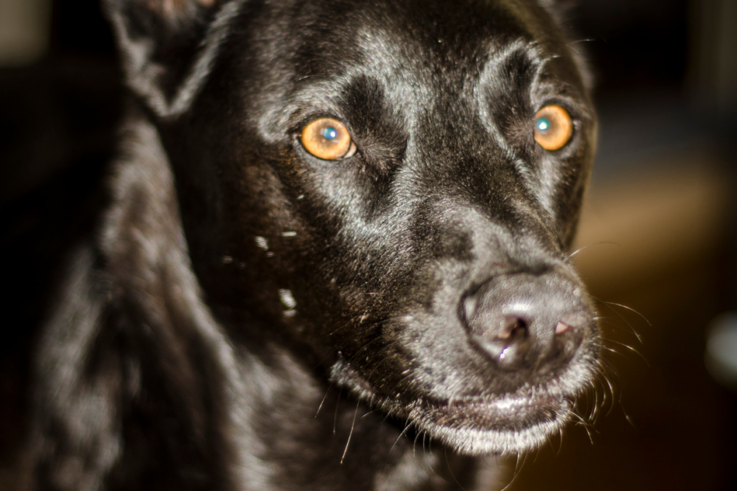 Chien au pelage brillant après des soins adaptés à sa santé.