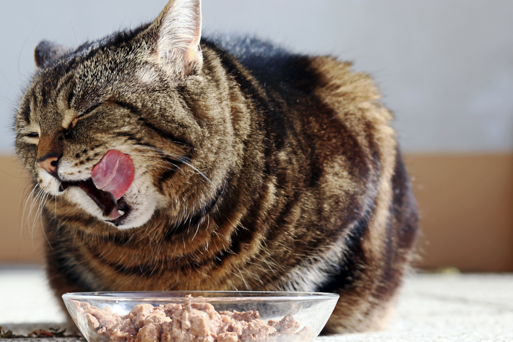 Bol de nourriture pour animaux enrichi en compléments alimentaires naturels.