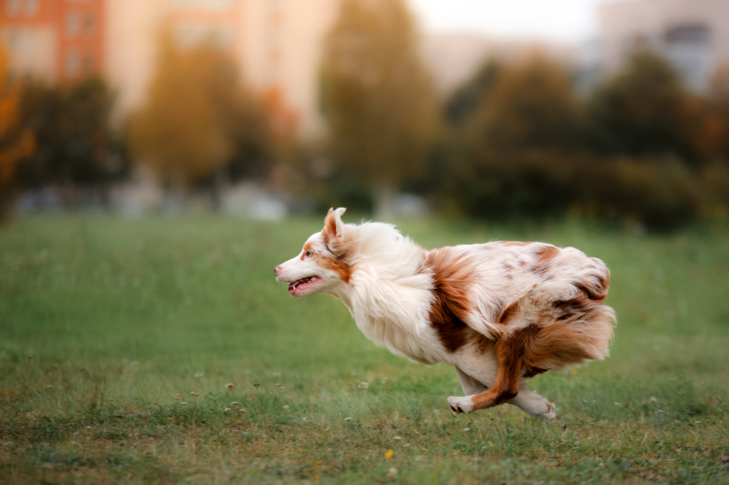 Chien courant dans un parc, montrant une énergie renouvelée grâce à des soins naturels.