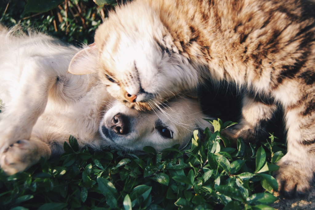 Les huiles essentielles Repos chat et chien