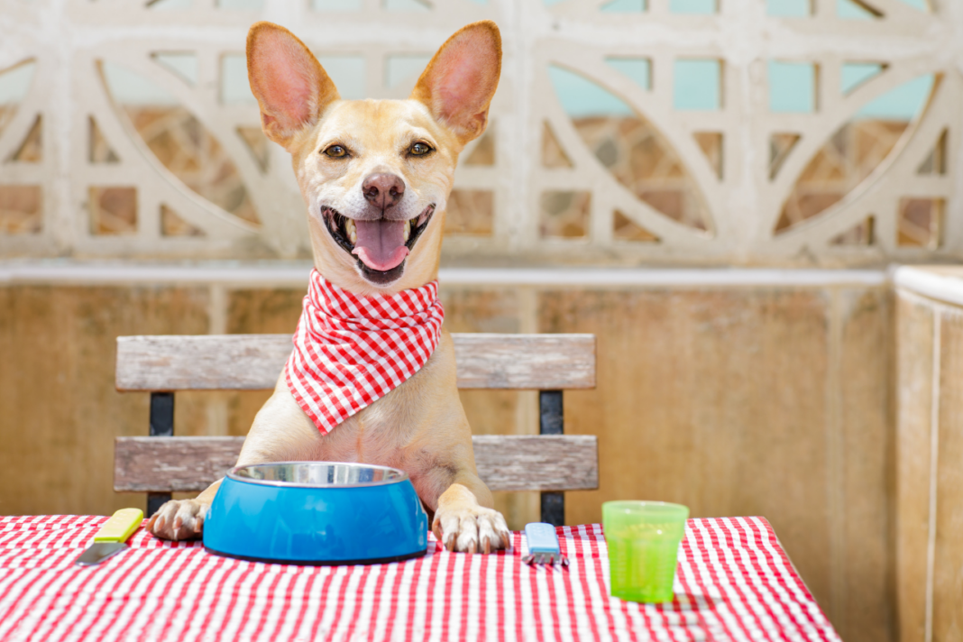 Gamelle remplie de croquettes premium avec des légumes frais pour chiens et chats.