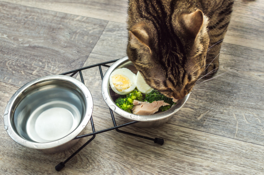 Chat qui mange dans une gamelle