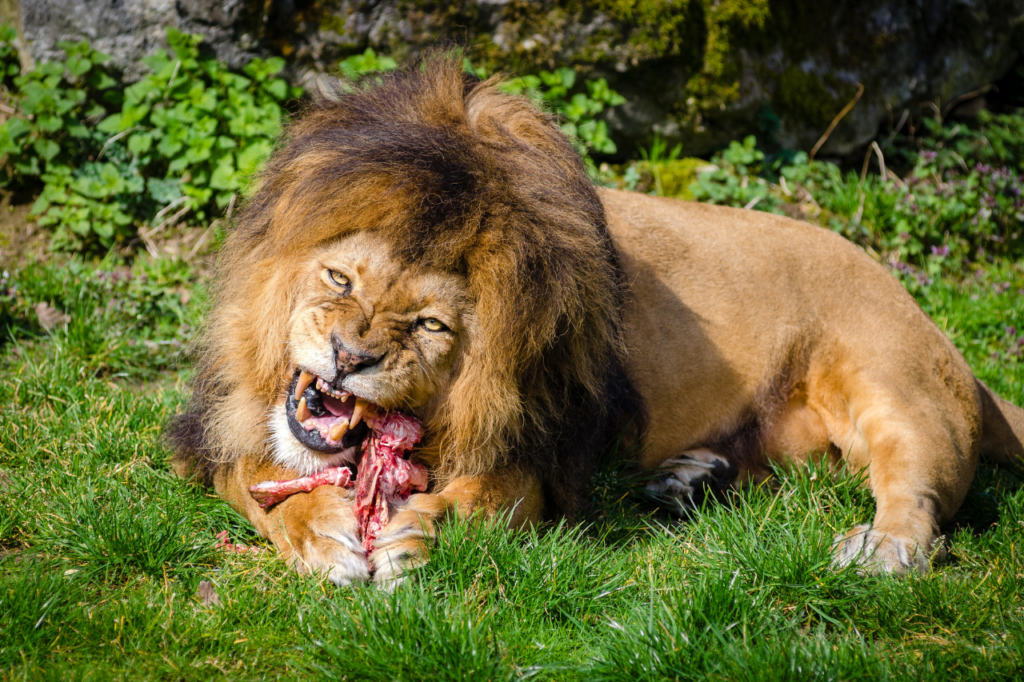 Lion qui mange de la viande crue