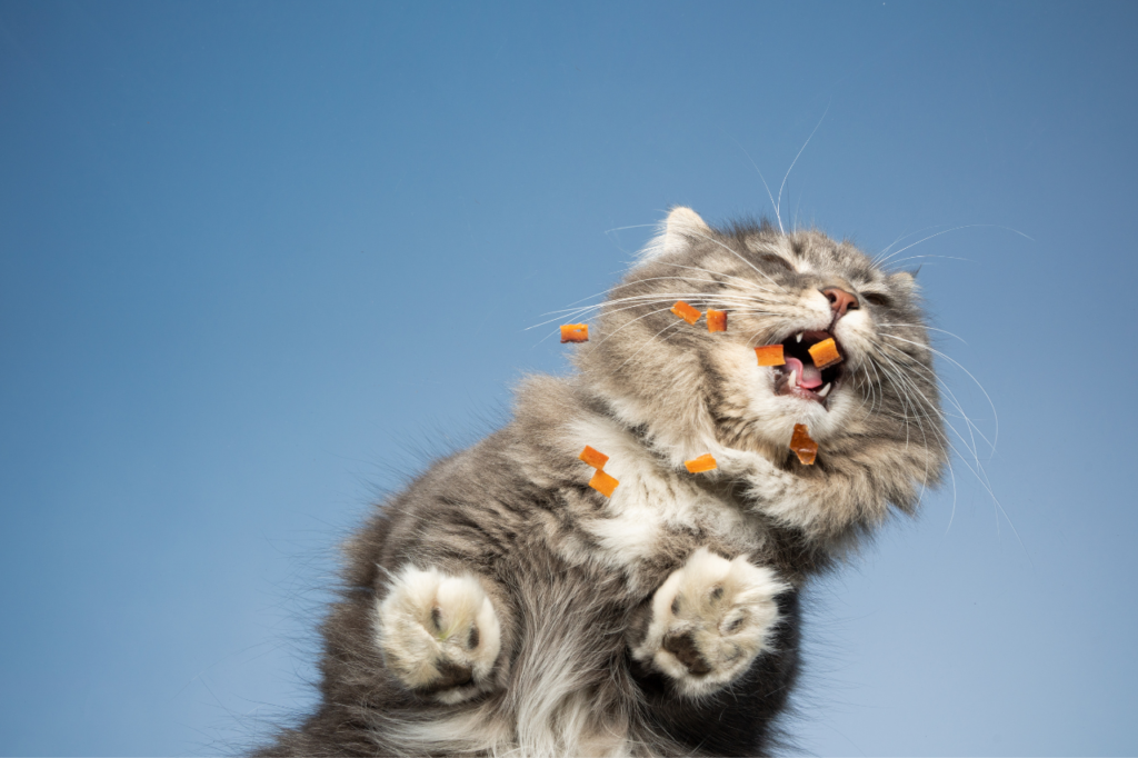 Un chat heureux qui mange des croquettes