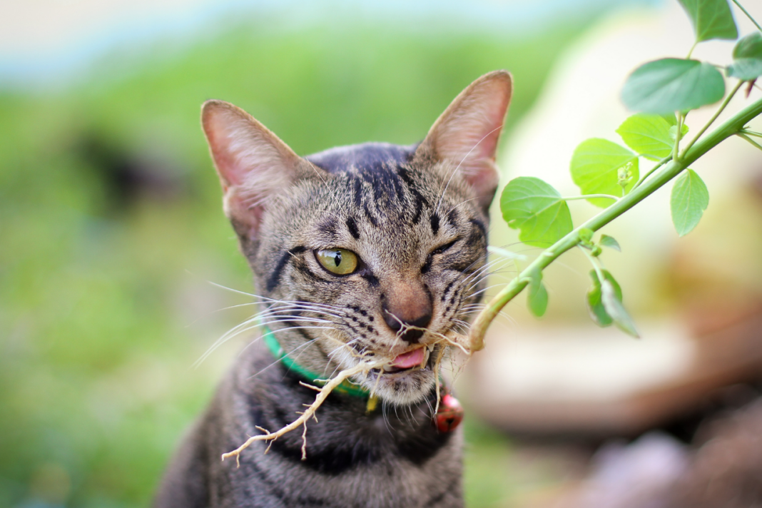 Chat qui mord une branche