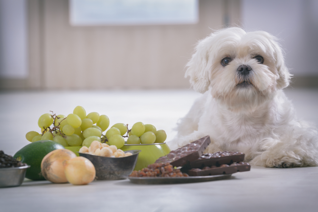 Chien couché à côté d'aliments toxiques pour lui