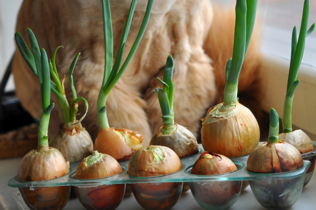 Chat derrières des oignons