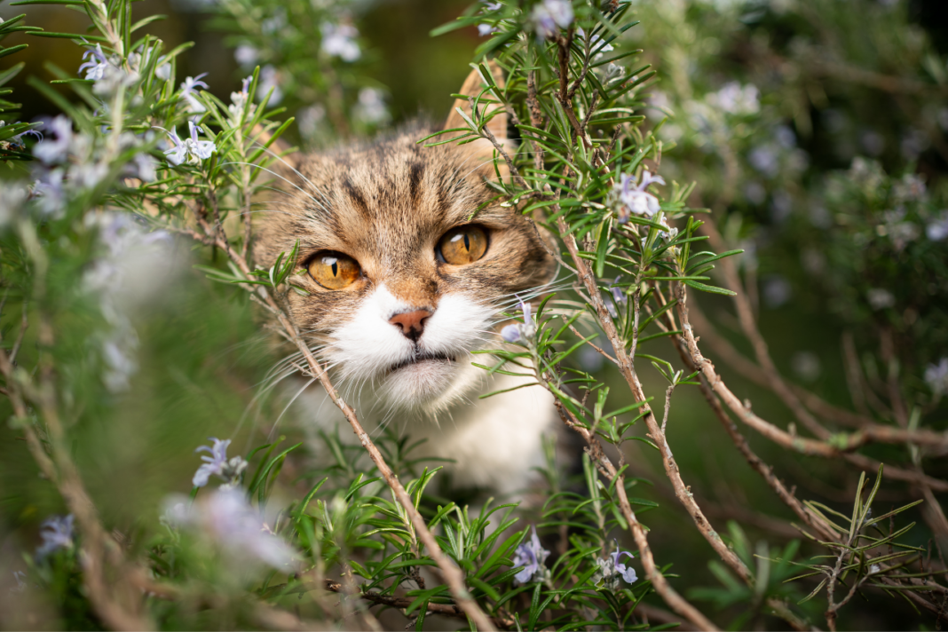 Chat dans romarin