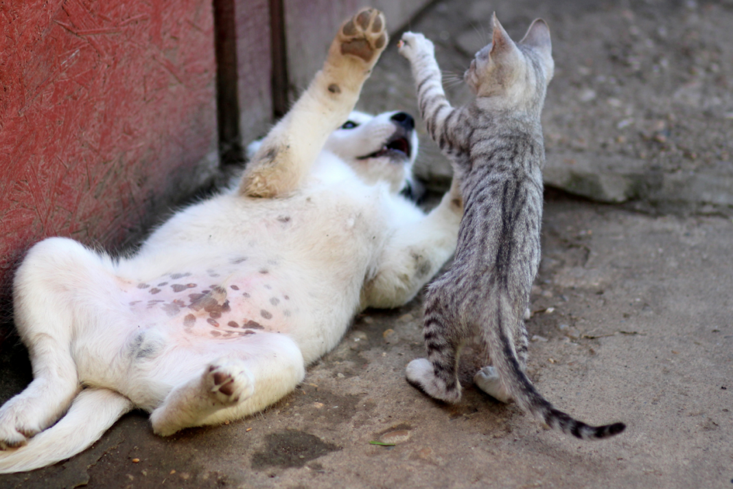 Chaton et chiot qui jouent