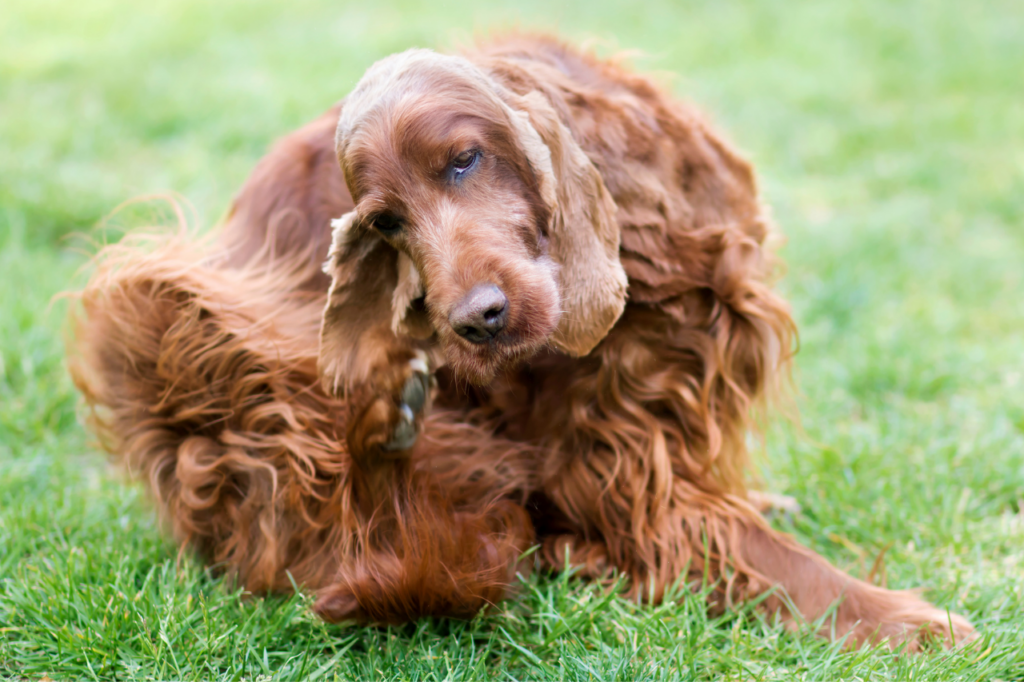 Chien cocker qui se gratte