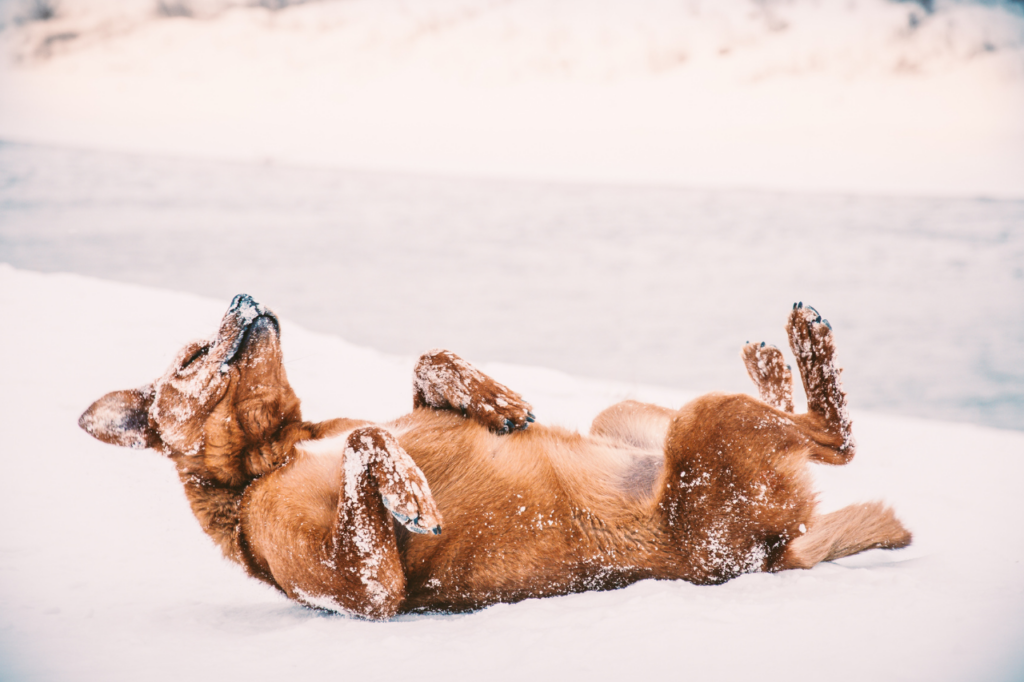 Chien qui se roule parterre