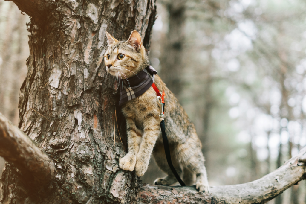 Chat dans un arbre