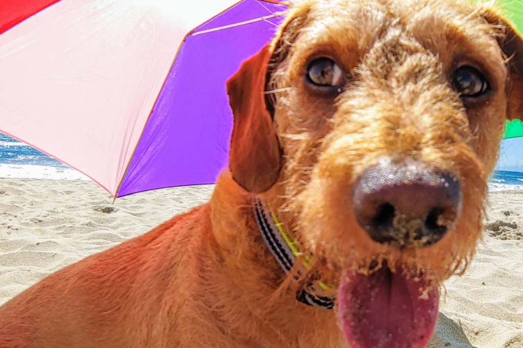 Chien été chaleur plage