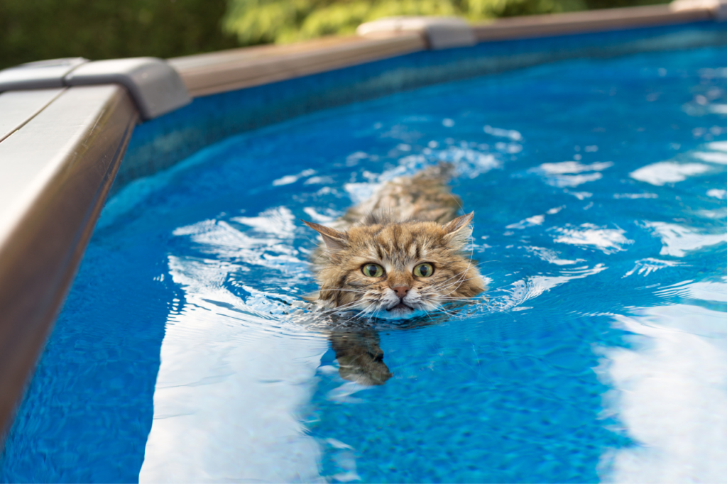 chat qui nage dans une piscine