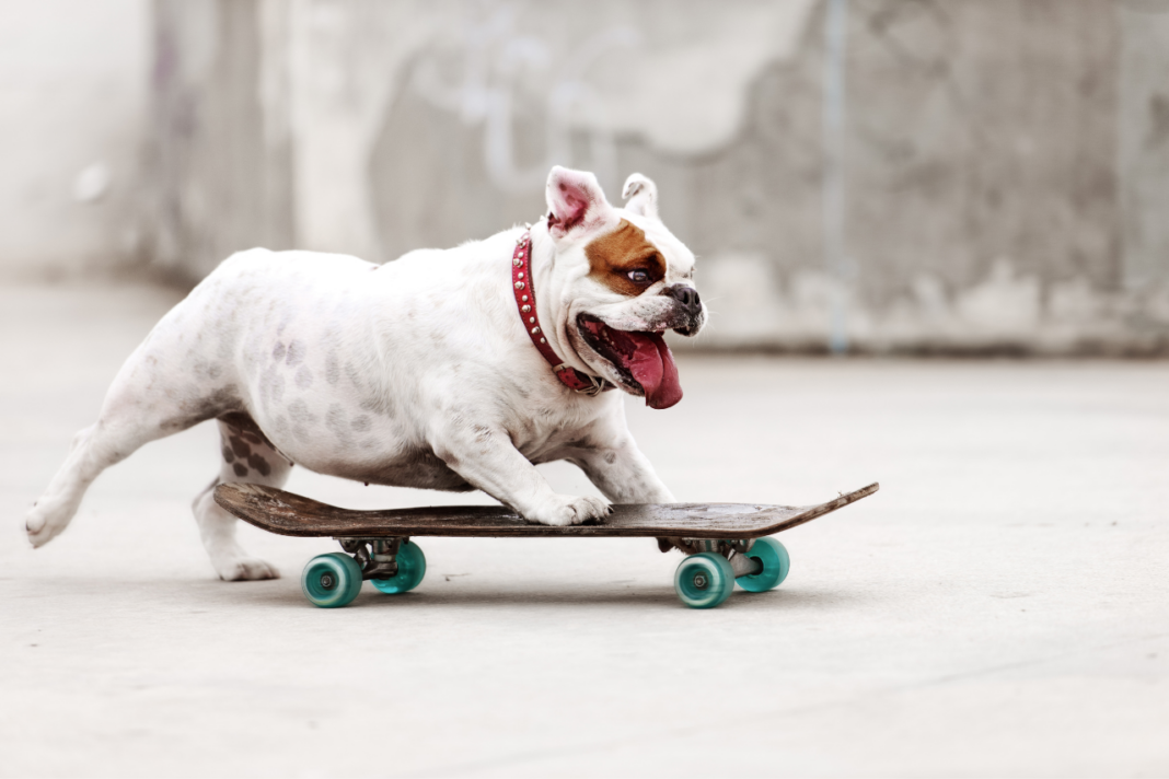 Chien qui fait de la planche à roulettes