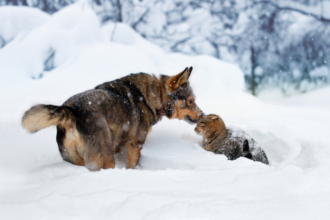 Chat et chien dans la neige