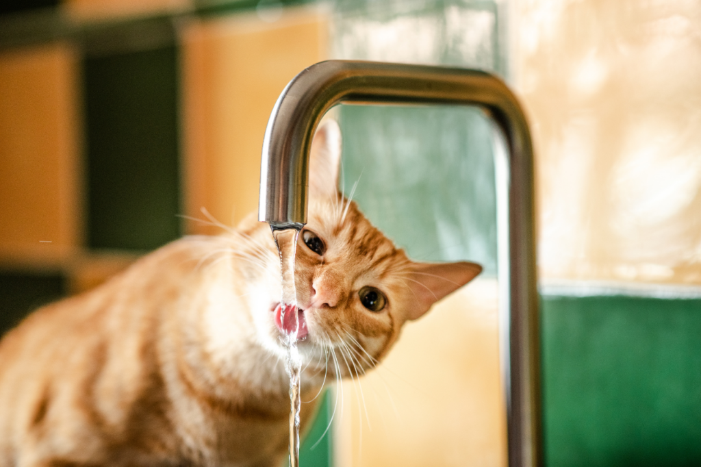 Chat qui boit au robinet