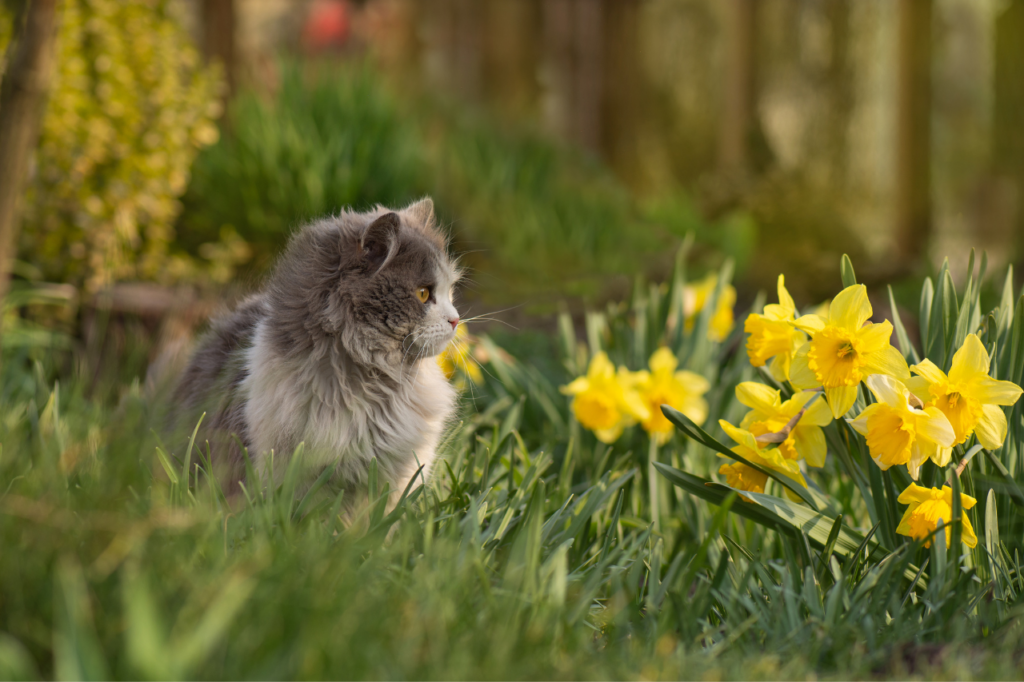 Chat au printemps dans les fleurs