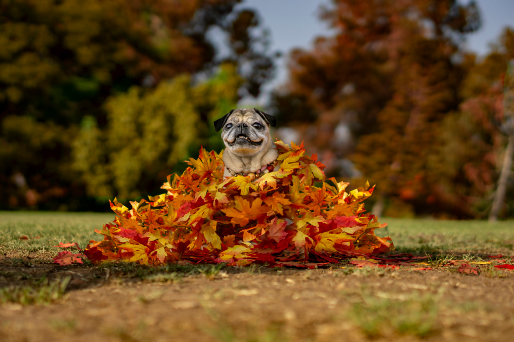 Chien dans les feuilles d'automne