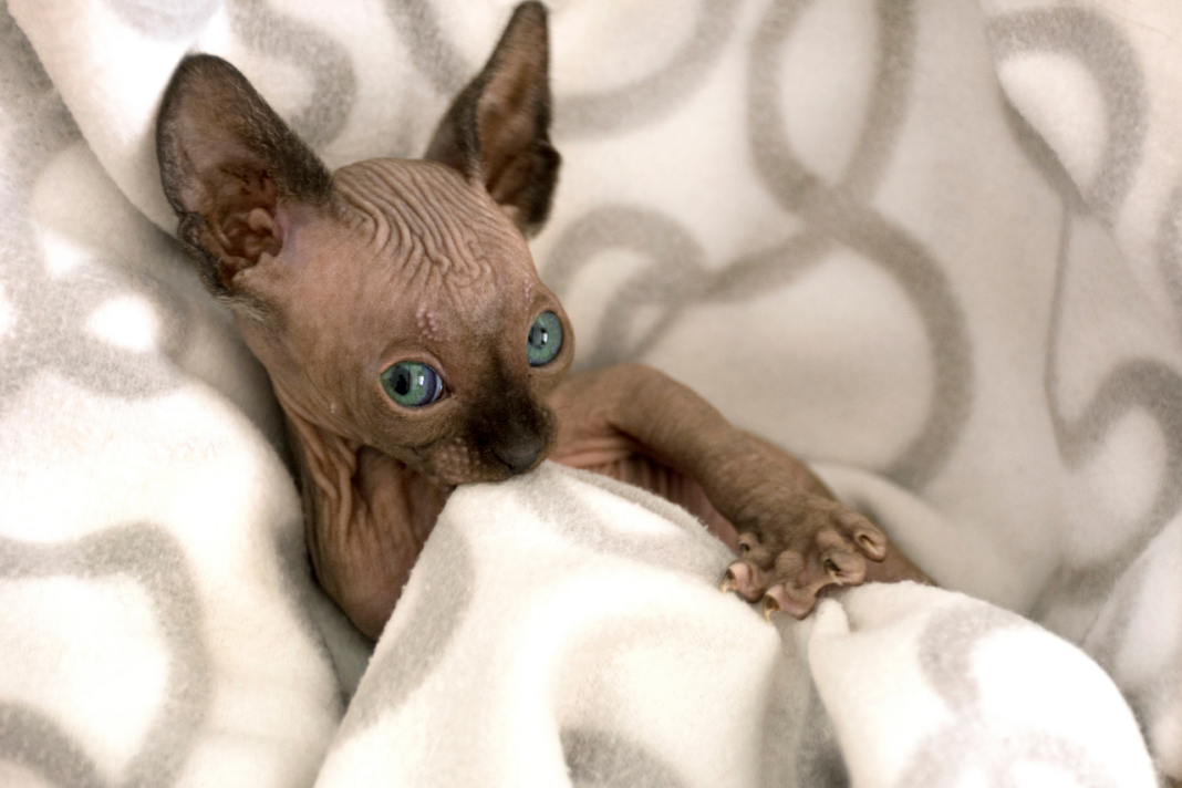 Chat Sphynx. Pas de problèmes de poils mais une peau sensible.