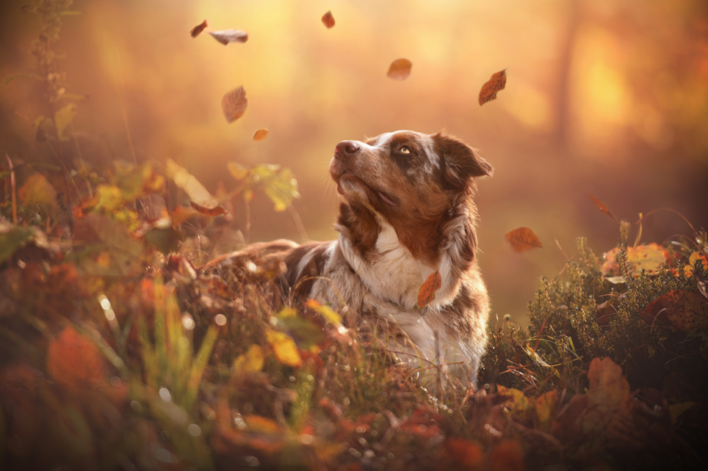 Chien dans les feuilles d'automne