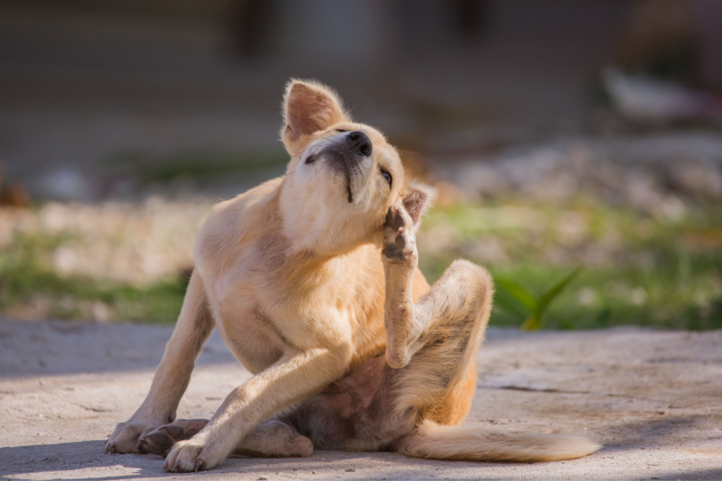 Chien assis qui se gratte