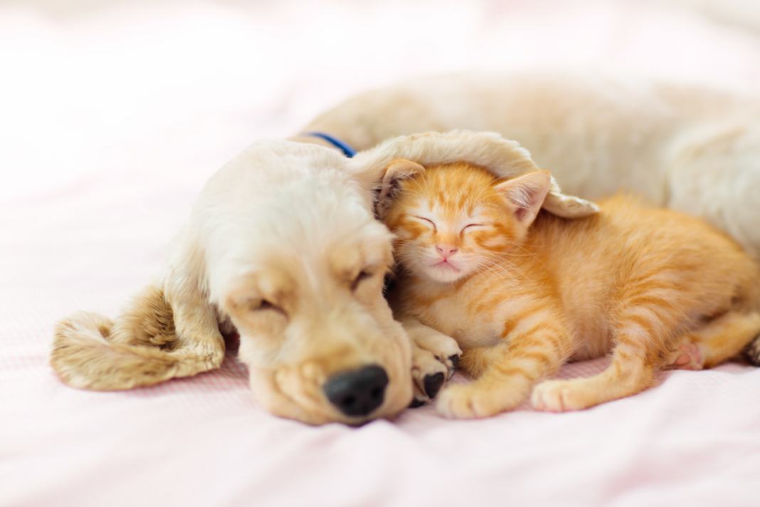 Chien et chat détendus dans un environnement apaisant.