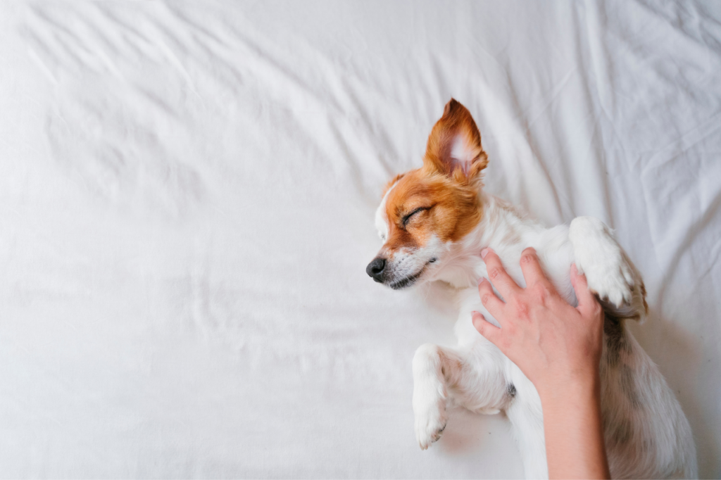 Main caressant un chien pour le rassurer.