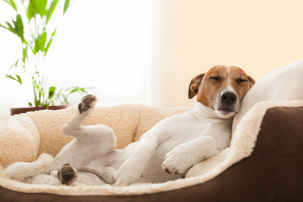 Chien endormi dans une ambiance calme.