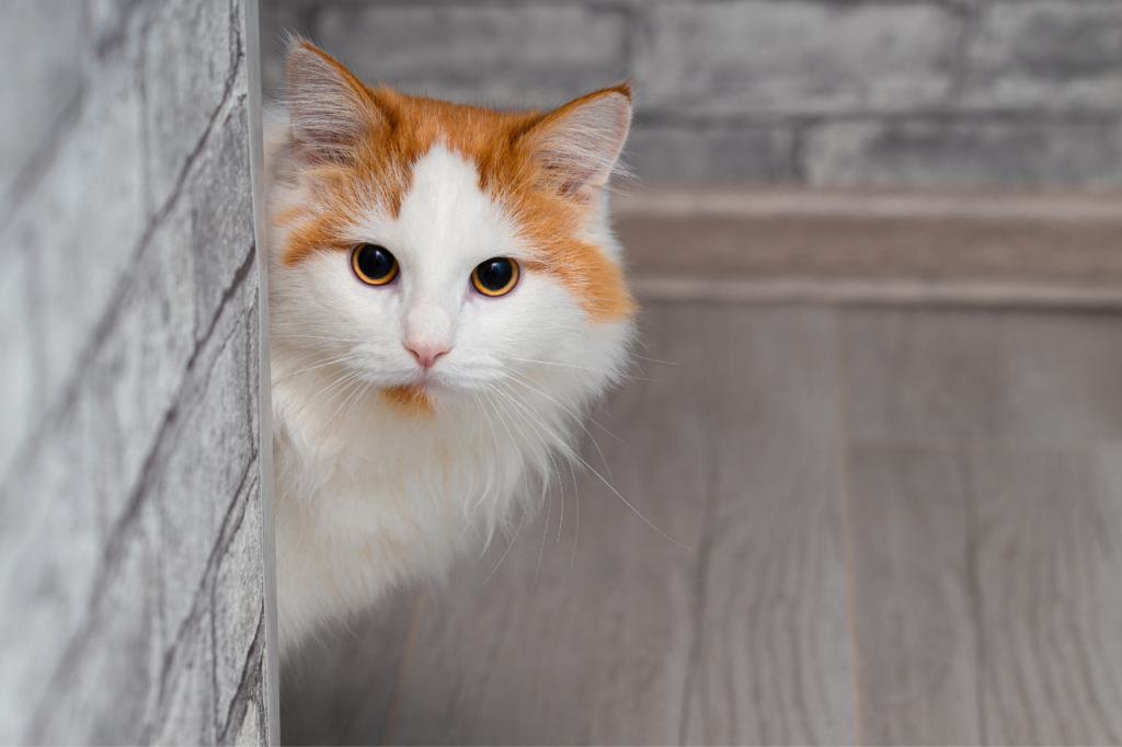 Chat stressé qui se cache.