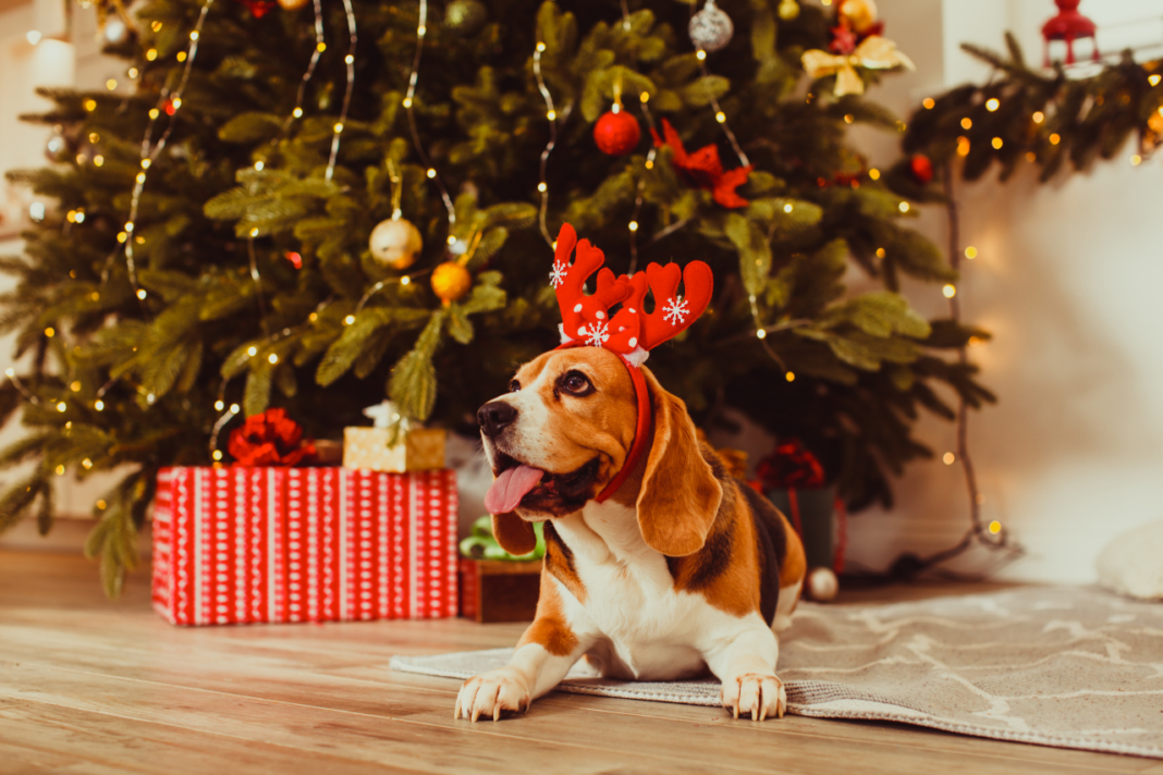 Chien à côté d’un sapin de Noël décoré.