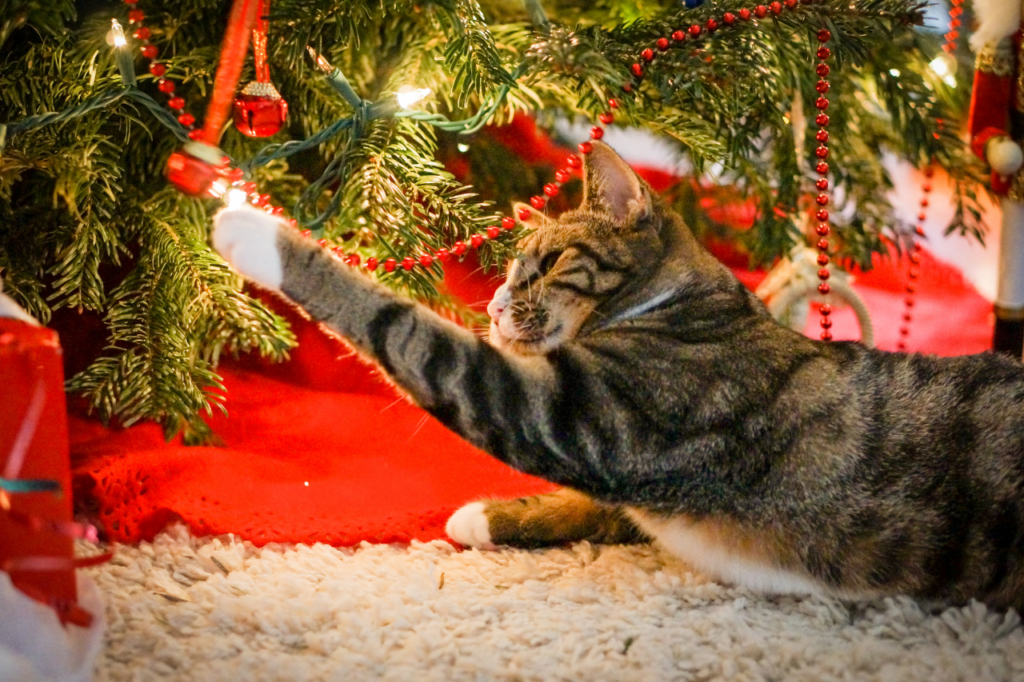 Chat qui jour avec une boule de sapin de Noël