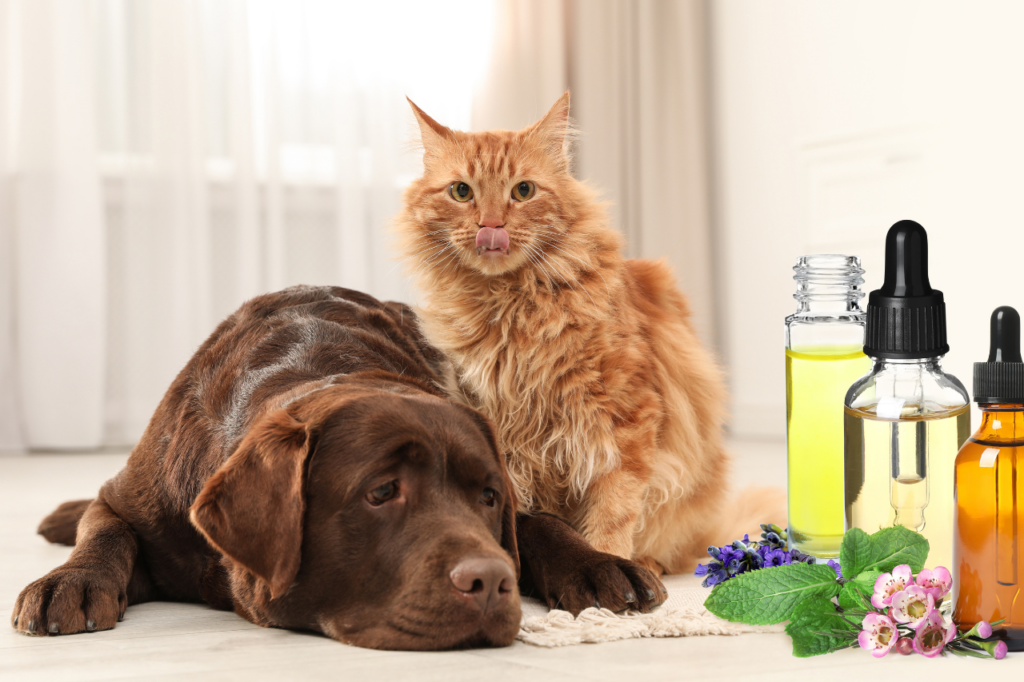 Chien et chat relaxés à côté d’huiles essentielles.