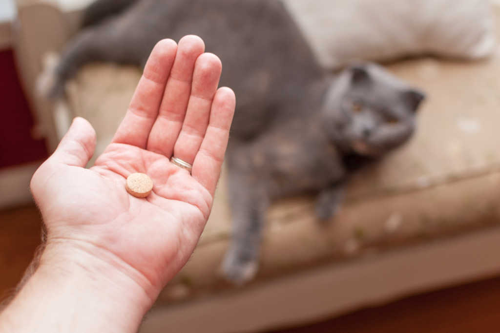 Propriétaire donnant un complément alimentaire à un chien.