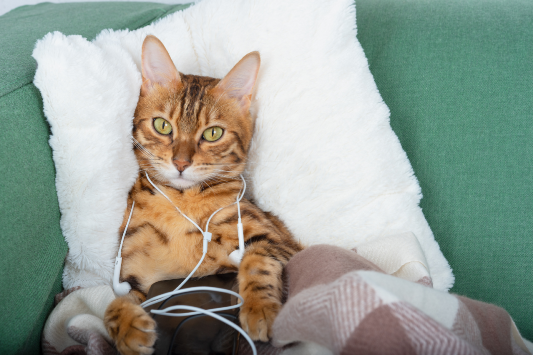 Chat détendu dans un environnement apaisant avec de la musique relaxante.