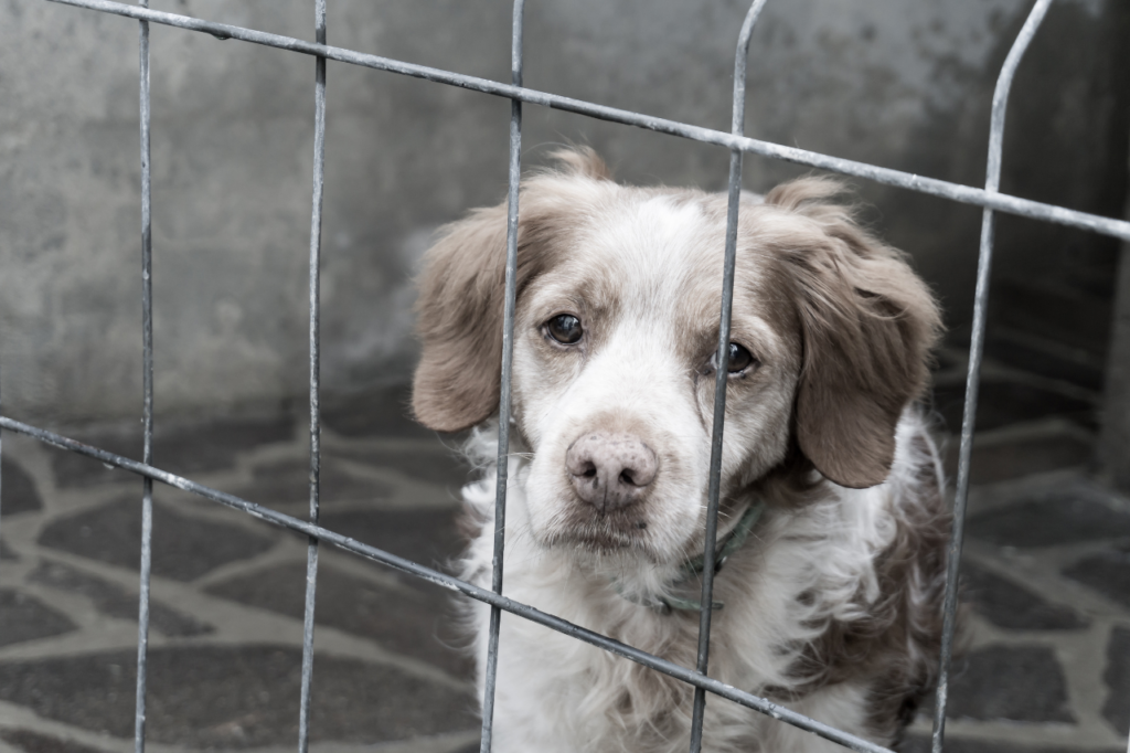 Chien dans un refuge, prêt à être adopté.