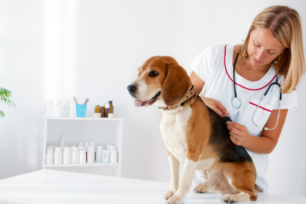 Vétérinaire administrant un vaccin à un chien.