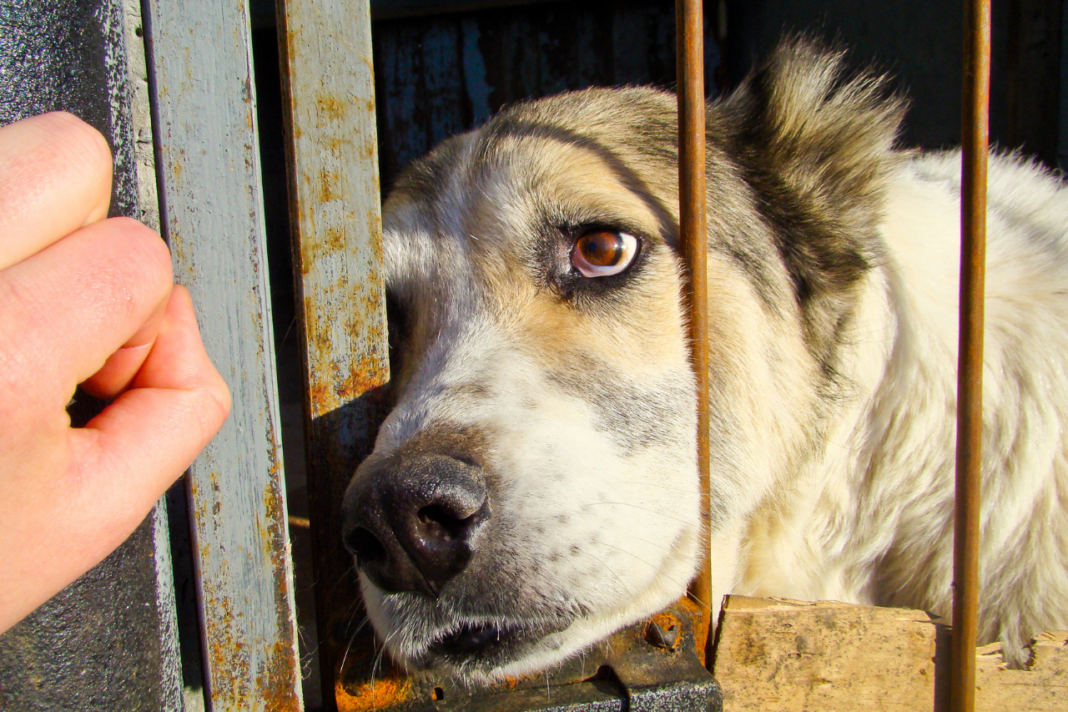 Chien abandonné