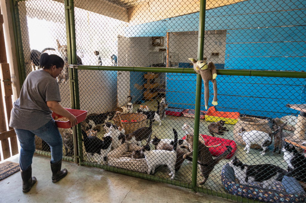 Refuge bondé avec des animaux dans des cages.