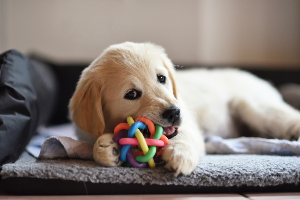 Golden Retriever dans un salon moderne.