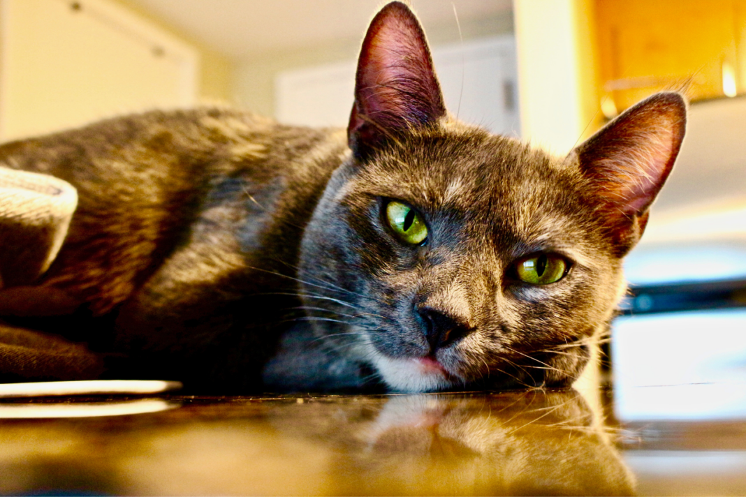 Chat âgé couché sur un canapé.