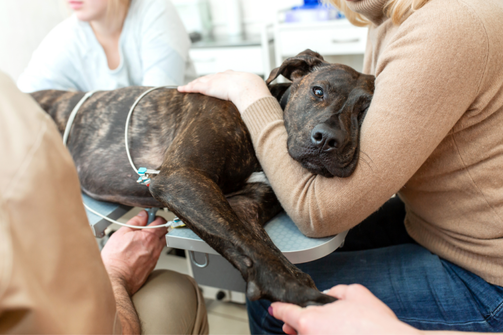 Consultation vétérinaire pour un chien senior.