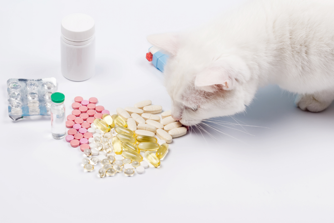 Chat couché près de médicaments