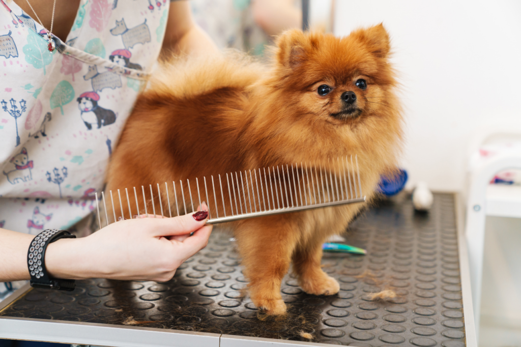 Les chiens Spitz sont régulièrement victimes d'alopécie