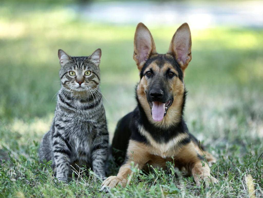 chien chat naturellement phyto-véto