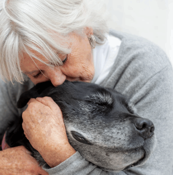 alzheimer chien Phyto-véto