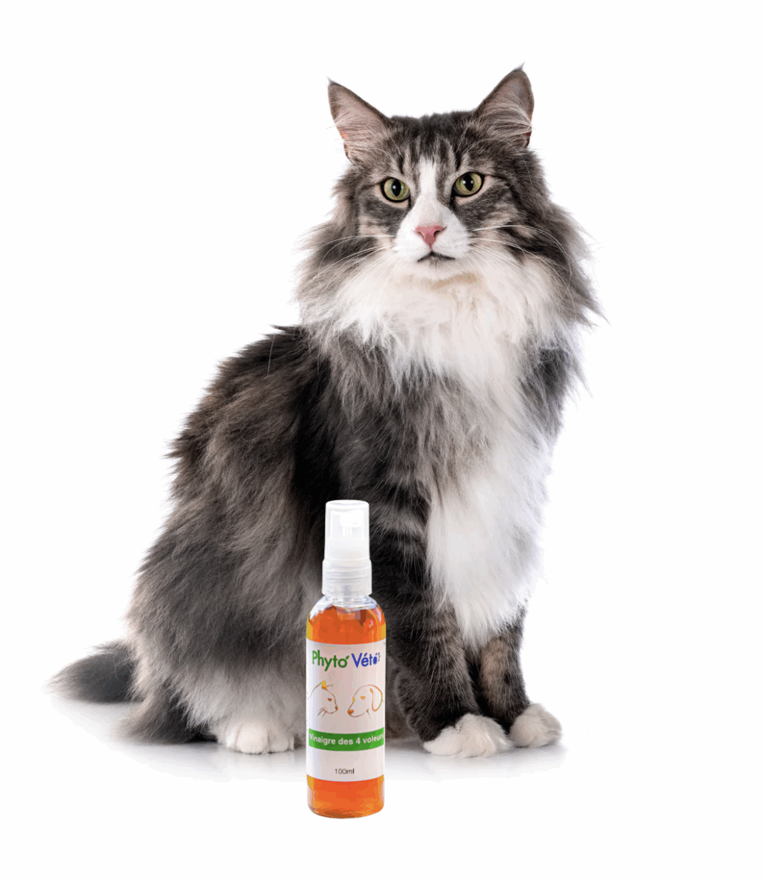 chat vinaigre des 4 voleurs , Phyto véto. anti puce tique; anti parasitaire