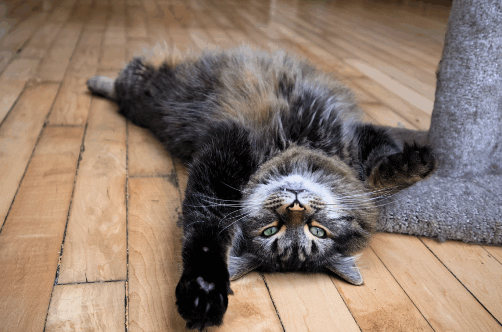 Remède naturel contre les puces chez le chat : le vinaigre des quatre voleurs